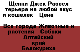 Щенки Джек Рассел терьера на любой вкус и кошелек › Цена ­ 13 000 - Все города Животные и растения » Собаки   . Алтайский край,Белокуриха г.